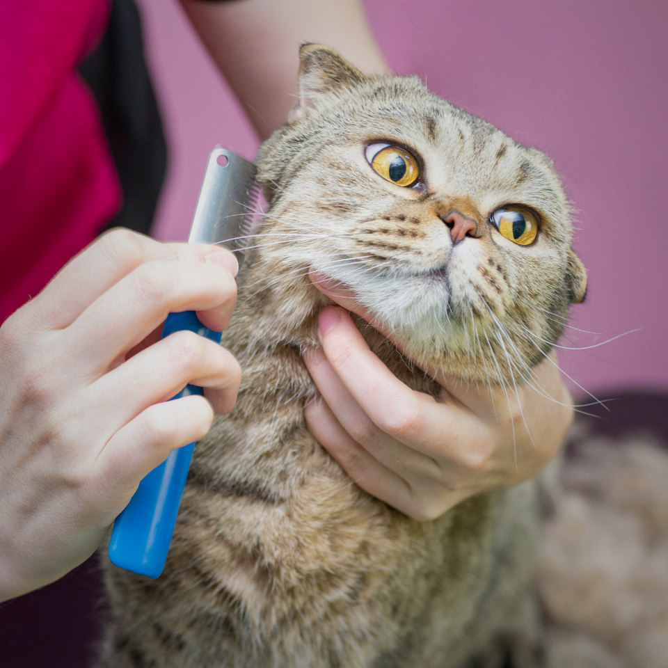 Pet Grooming Supplies