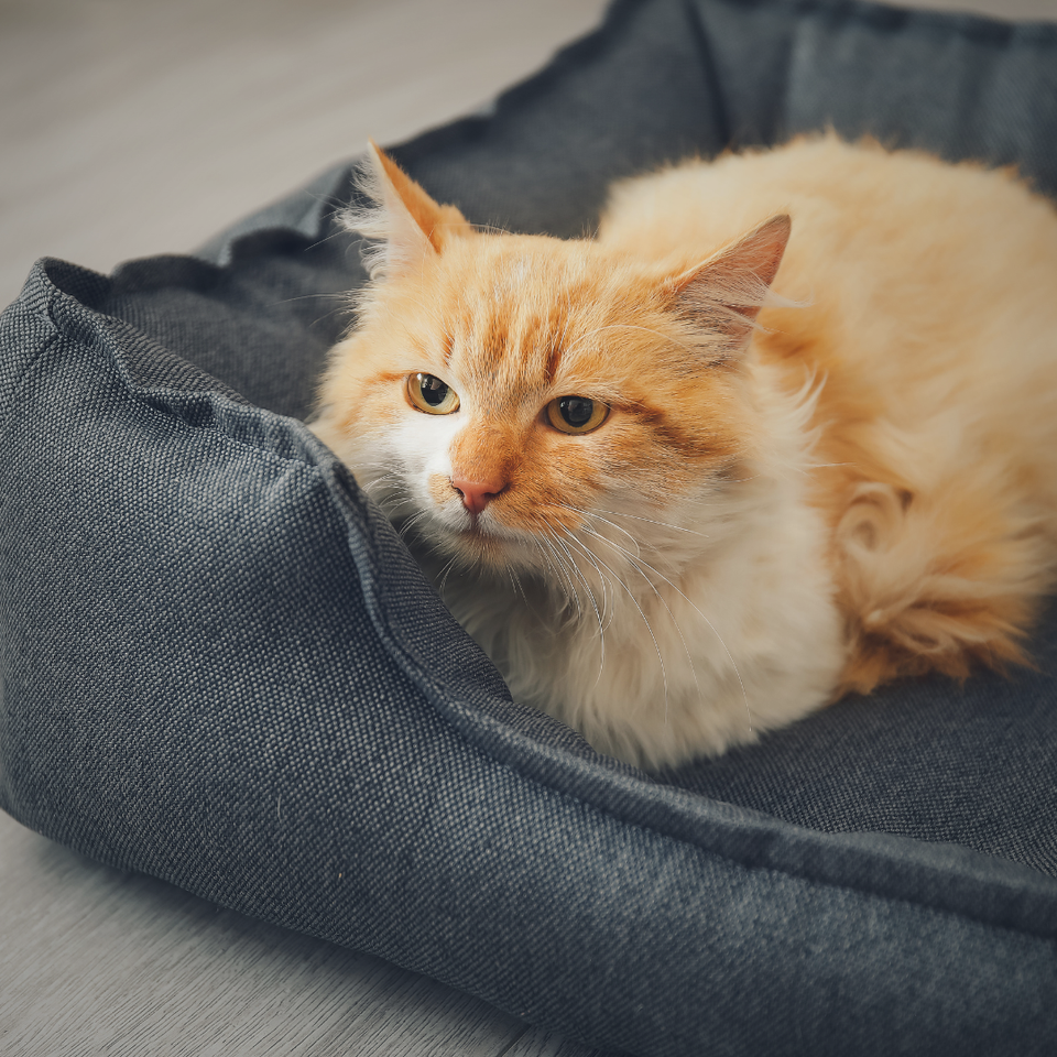 Pet Bedding