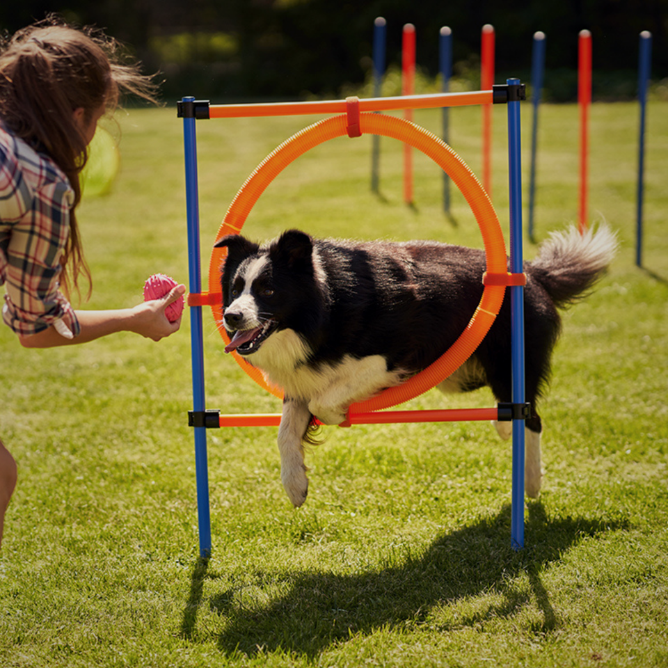 Pet Training Supplies