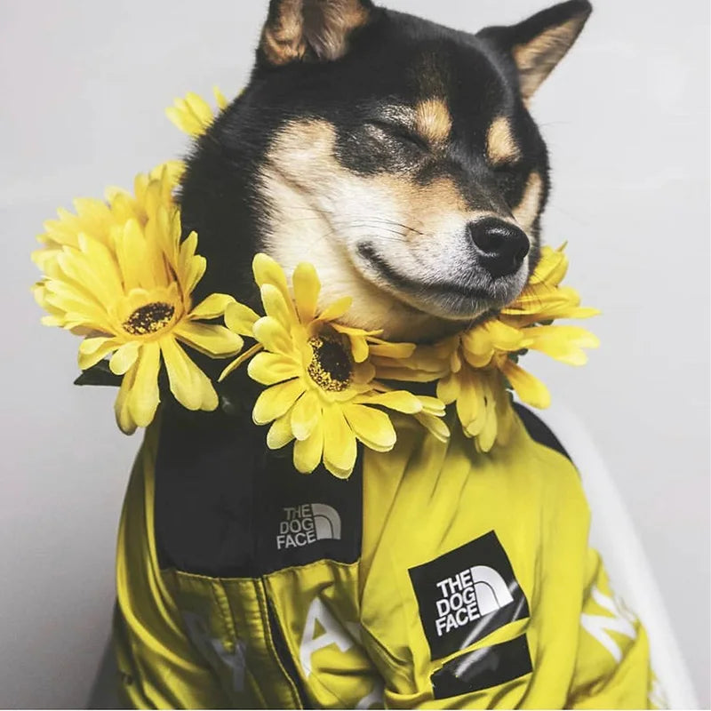Dog Raincoat Windbreaker Hoodie for Small & Big Dogs