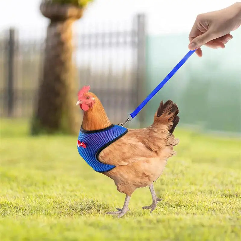 Adjustable Chicken Harness Vest with 3.6ft Training Rope