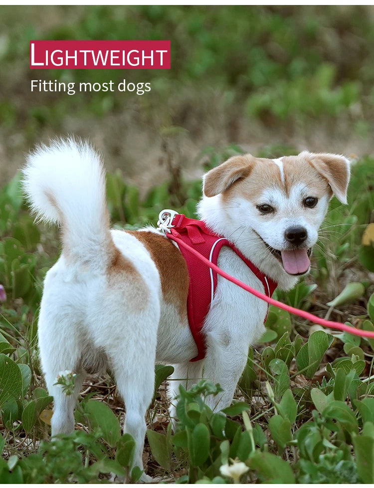 Adjustable Reflective Dog Harness & Leash Set – For Small to Medium Pets